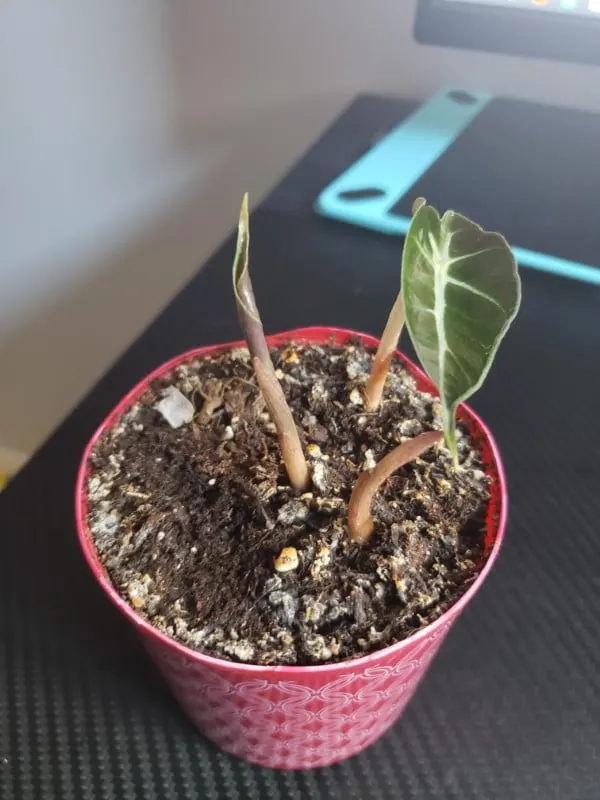 how to grow Alocasia from a bulb