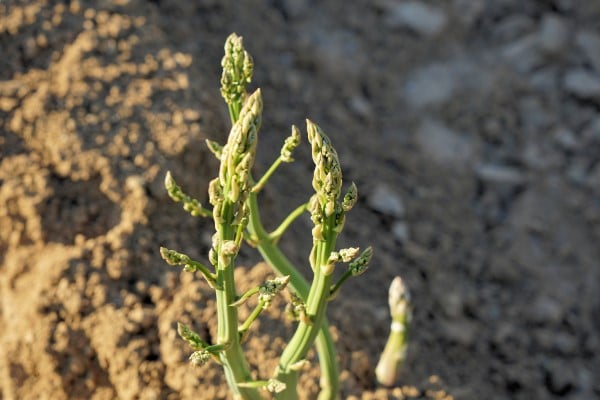 how to grow Asparagus in Texas