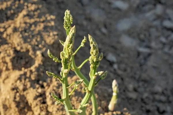 how to grow Asparagus in Texas