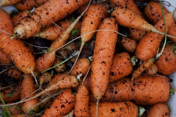 how to grow carrots in Texas