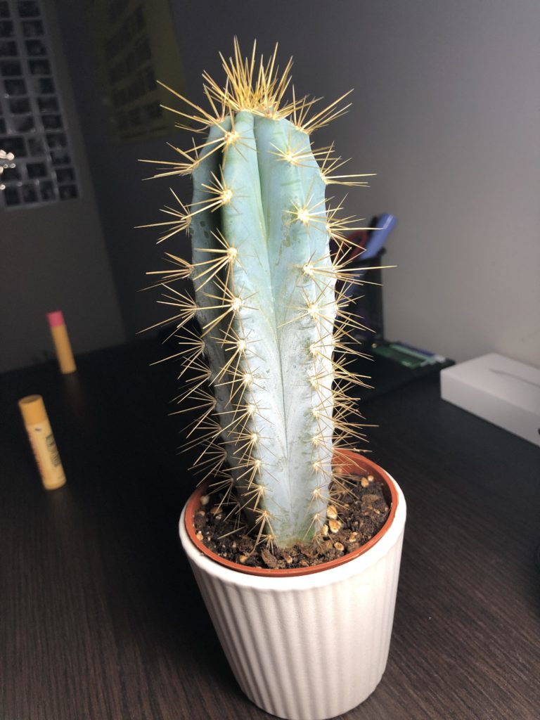 Cactus plant turning white from bottom fading towards the top.