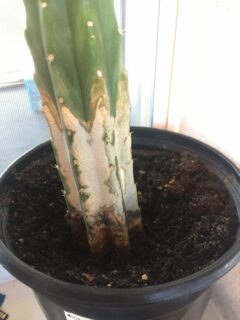 Why Is My Cactus Turning White
