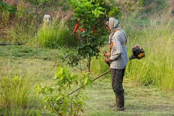 A worker cutting grass with machine How To Keep Brush From Growing Back