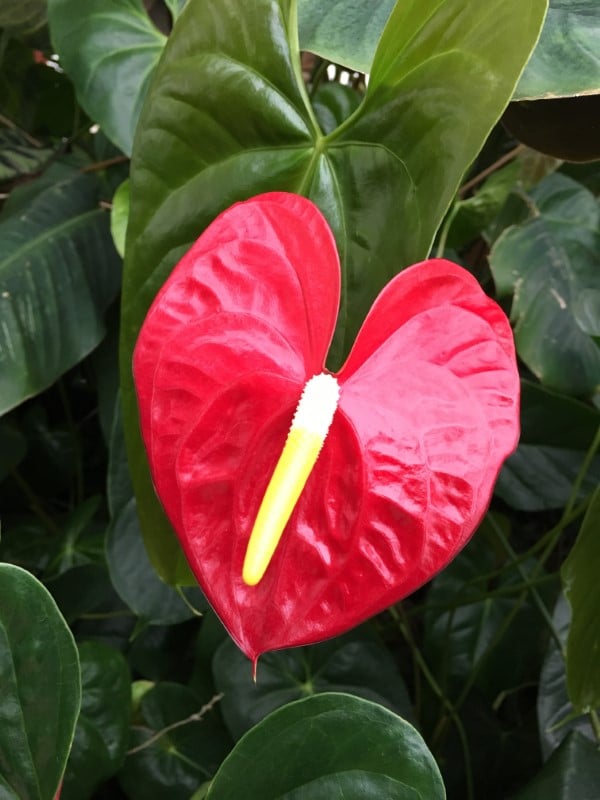 Anthurium Red Hawaiian Flower