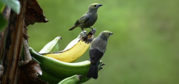 Birds What Animals Eat Bananas