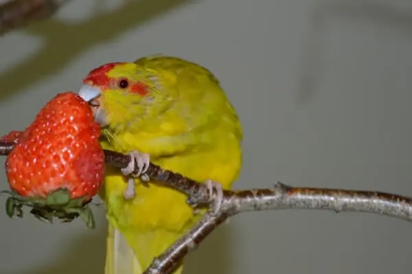 Birds What Animals Eat Strawberries