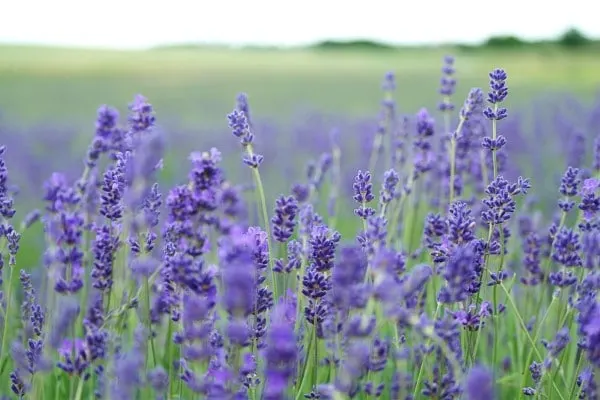 Blooming Lavender Plants