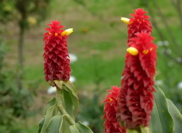 Costus comosus Red Hawaiian Flower
