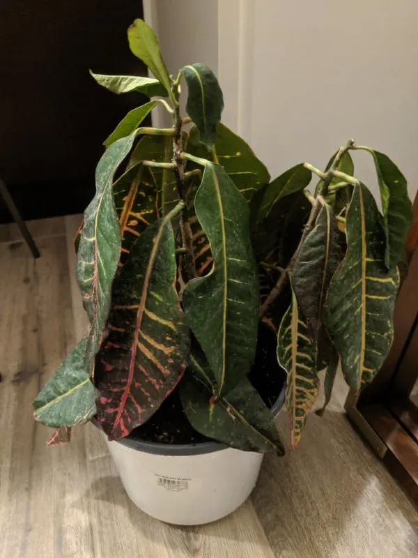 Croton is drooping like crazy Why Is My Croton Dropping Leaves