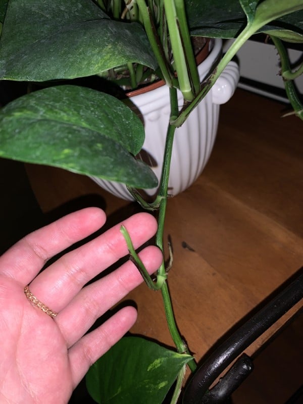 Did I trim the dead leaf of my golden Pothos correctly How To Trim A Pothos Plant