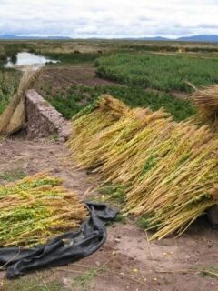 Drying quinoa near Puno How To Harvest Quinoa