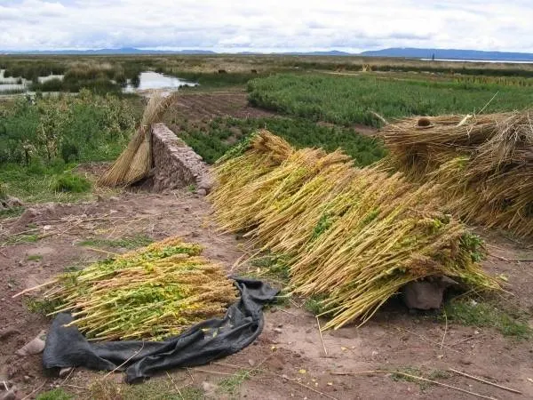 Drying quinoa near Puno How To Harvest Quinoa