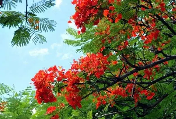Hawaiian Royal Poinciana Red Hawaiian Flower