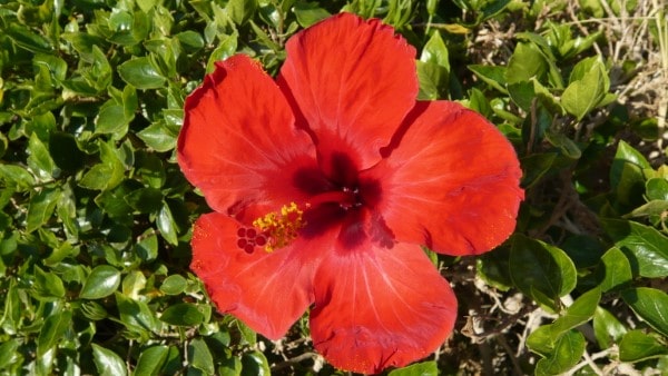 Hibiscus Red Hawaiian Flower