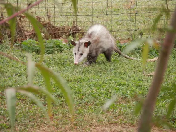 How To Attract Possums