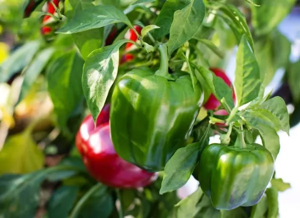 How To Grow Bell Peppers From Scraps 2