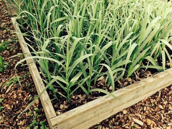 How To Grow Garlic In Texas 2