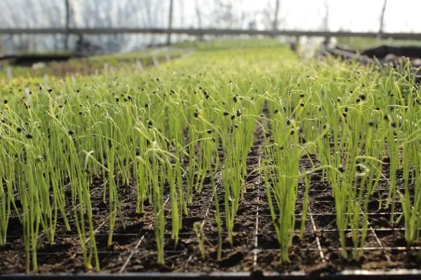 How To Grow Garlic In Texas