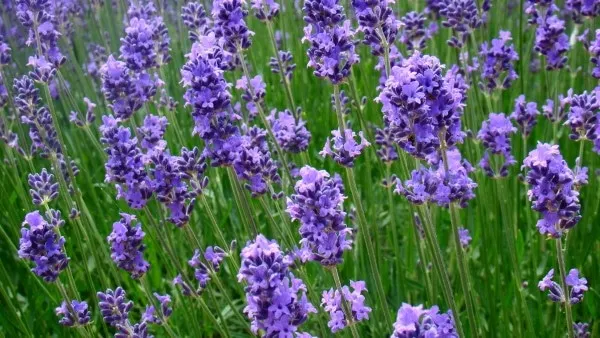 How To Grow Lavender In Texas