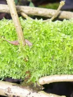 How To Grow Sphagnum Moss 2