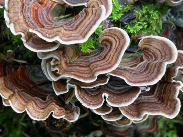 How To Grow Turkey Tail Mushrooms