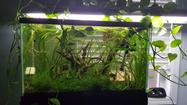 How To Hang Pothos In Aquarium