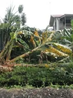 How To Kill Banana Trees 2