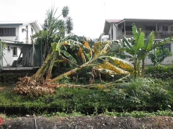 How To Kill Banana Trees 2