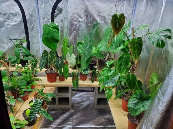 How To Lower Humidity In Grow Tent
