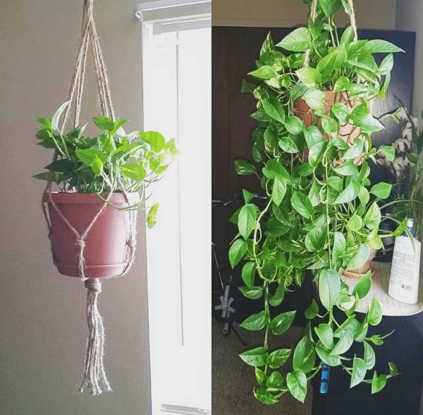 How To Make Pothos Grow Faster