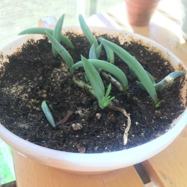 How To Propagate String Of Bananas 2