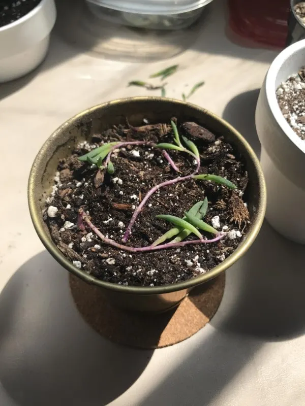 How To Propagate String Of Bananas