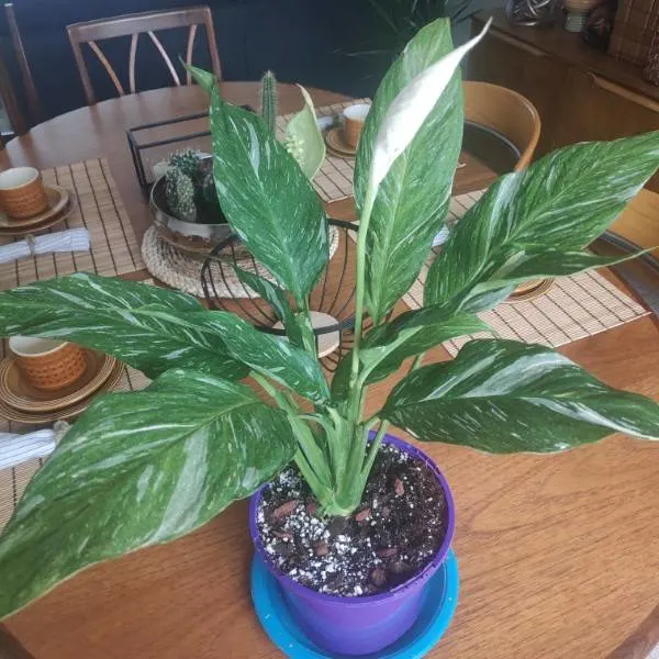 How To Prune A Peace Lily 2