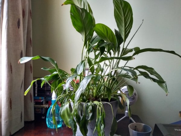 How To Prune A Peace Lily