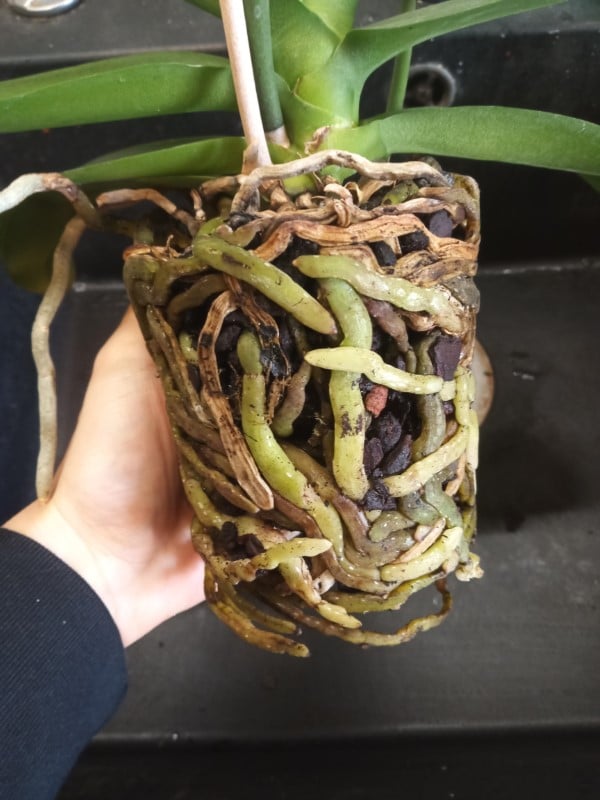 How To Repot An Orchid With Air Roots