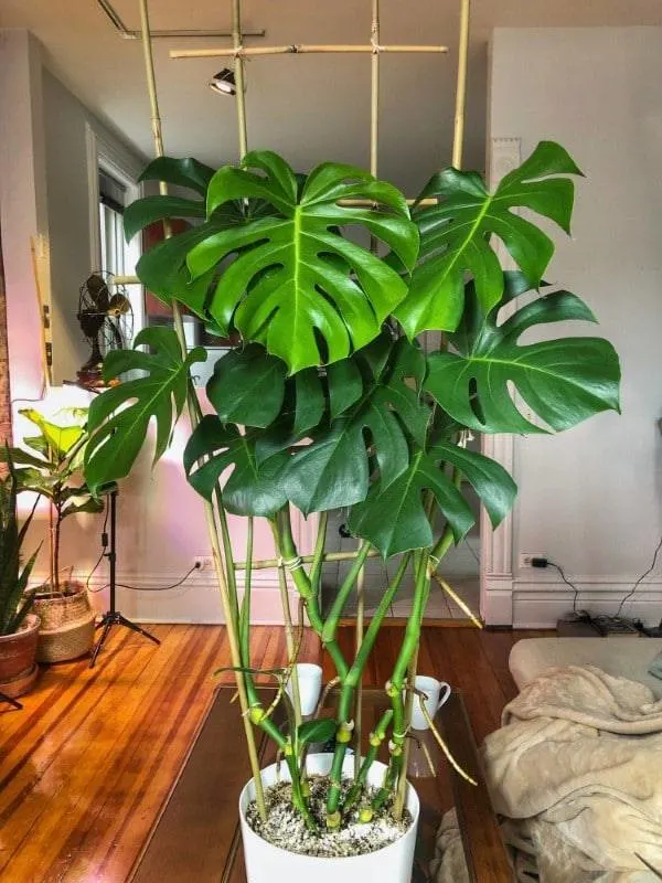 How To Train Monstera To Climb 2