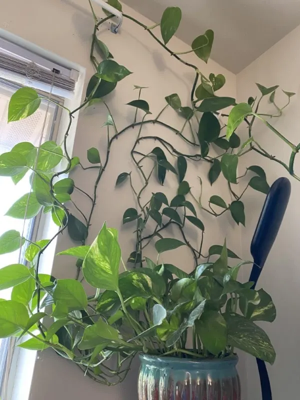 How To Train Pothos To Climb 3