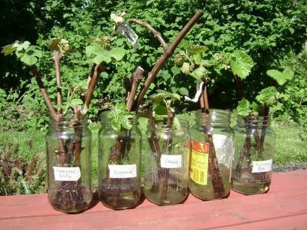 How To Transplant Grape Vines