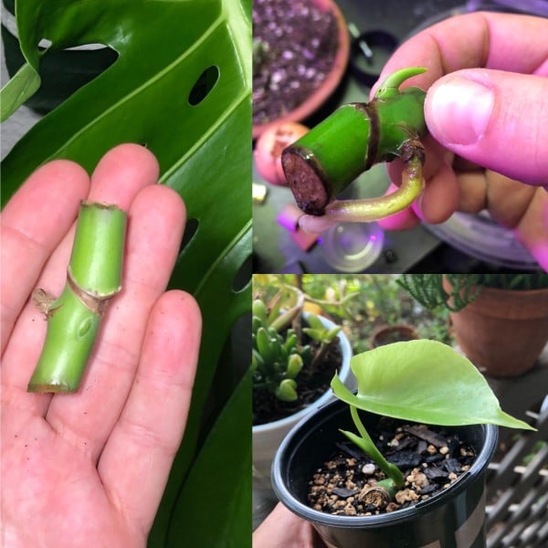 How To Trim Monstera 3