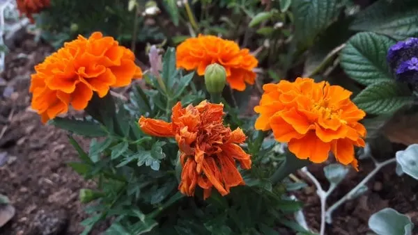 How to plant marigolds correctly