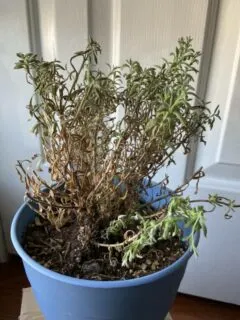 How to revive a dying Lavender Plant Why Is My Lavender Plant Dying