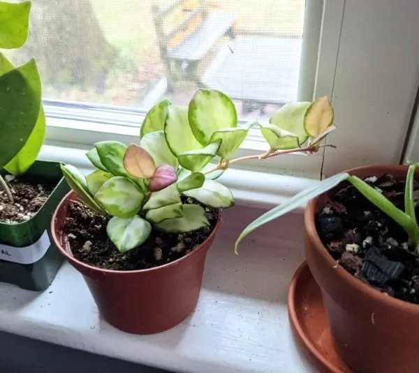 Hoya Heuschkeliana Variegata 2