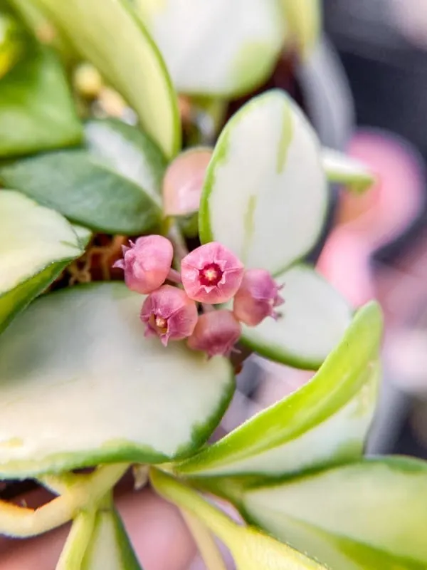 Hoya Heuschkeliana Variegata Bloom