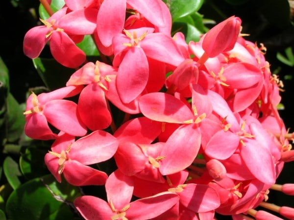 Ixora Red Hawaiian Flower