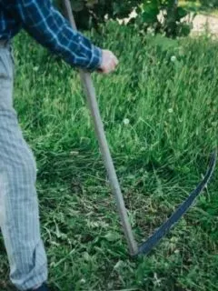 Man cutting grass with a scythe How To Use A Scythe