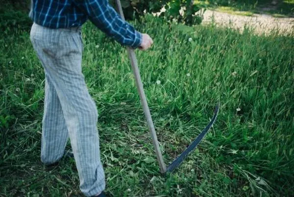 Man cutting grass with a scythe How To Use A Scythe