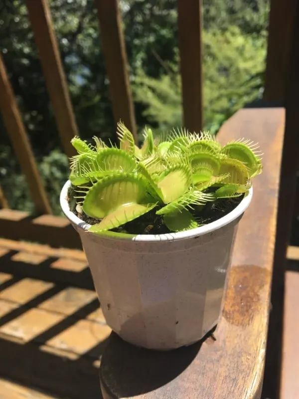 My Venus flytrap has finally come out of his hibernation period