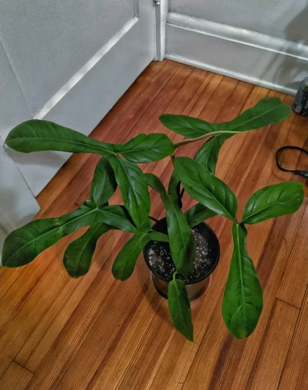 Philodendron 69686