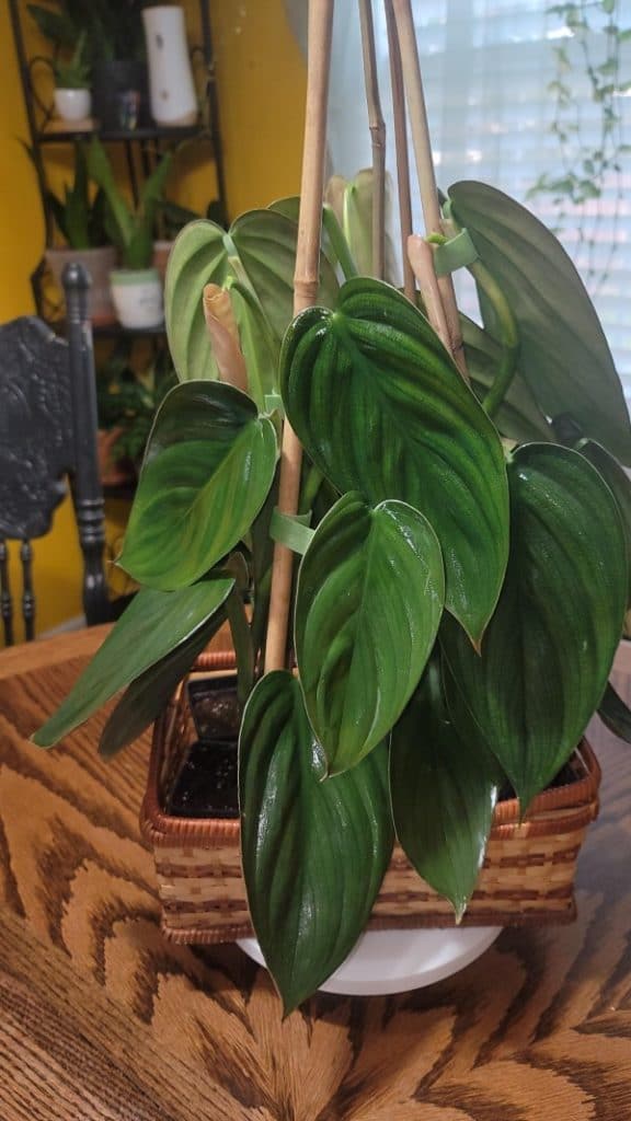 Philodendron Burle Marx Fantasy 1