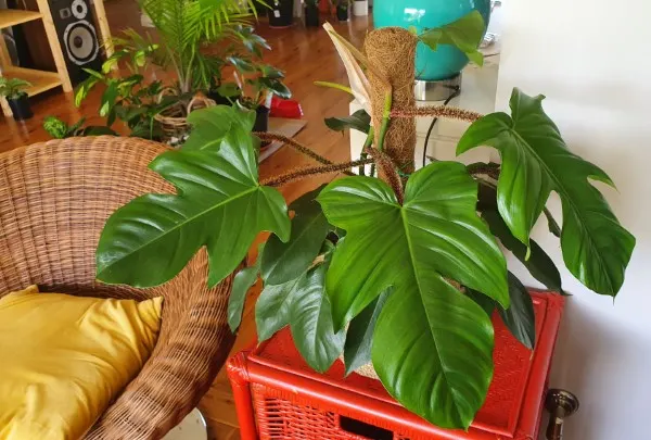 Philodendron Squamiferum 2